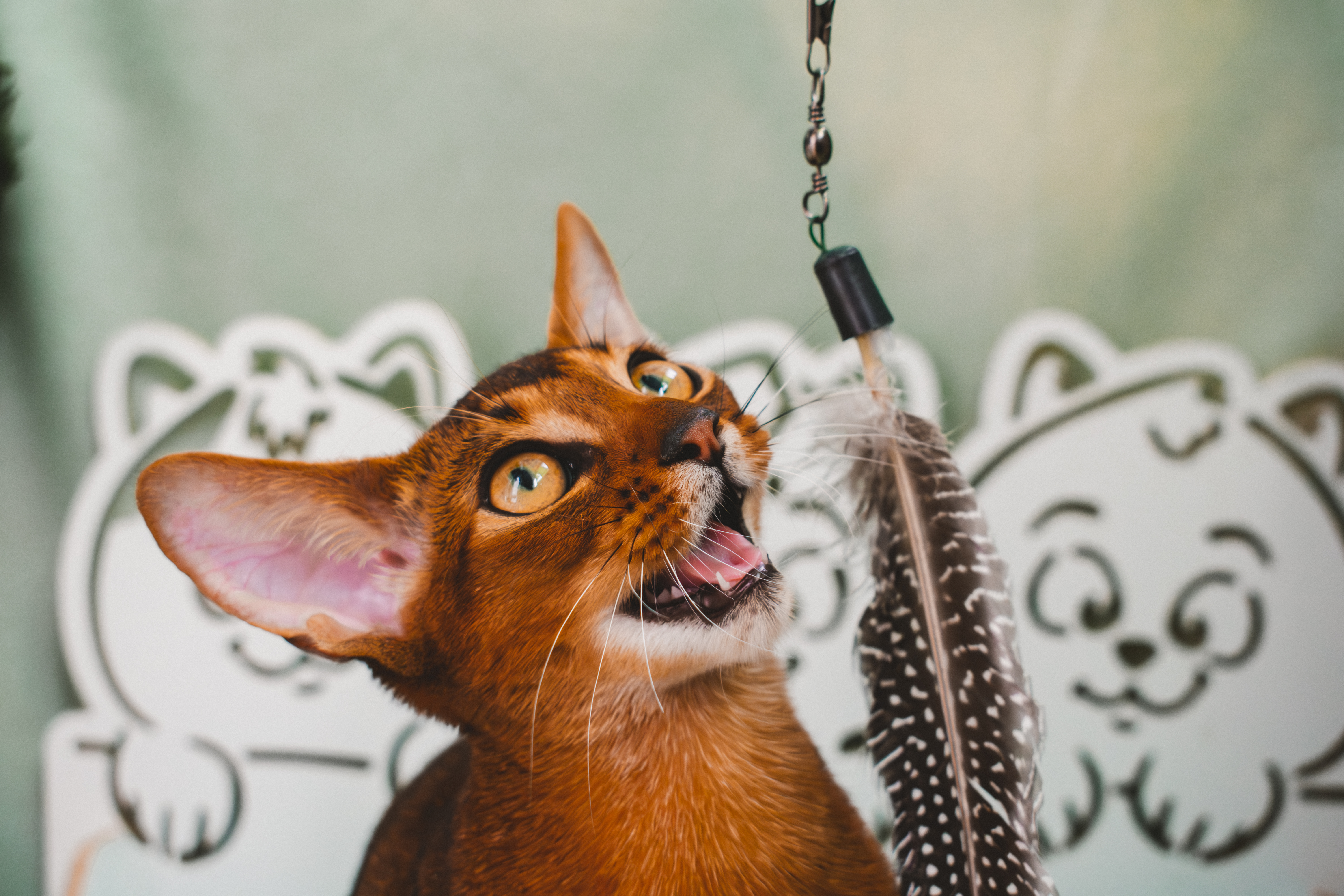 JCH. Griselda Kissing Muzzle